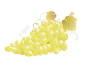 绿葡萄模板免费下载渠道探查与技巧指南